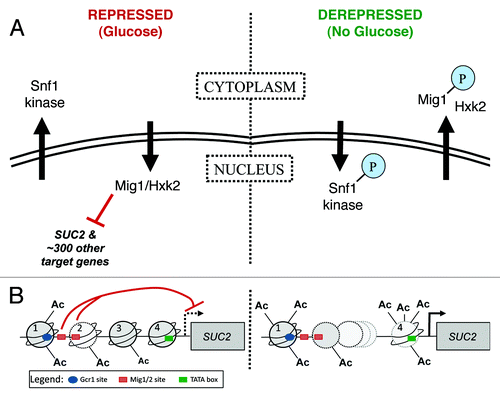 Figure 1. Regulation of glucose-repressed gene expression in Saccharomyces cerevisiae. Regulation of SUC2 expression is well characterized, and the proteins that carry out this regulation have been studied extensively. The SUC2 system therefore provides a good model for understanding how other genes controlled by the same factors are regulated. (A) A kinase-transcription factor pair work together to control expression of SUC2. Left panel. In the presence of glucose (repressed), the C2H2 zinc finger protein Mig1 binds DNA and inhibits transcription of SUC2, plus approximately 300 other genes. Complete inhibition also requires the hexokinase Hxk2. Snf1 kinase, a structural and functional homolog of mammalian AMPK, is found in the cytoplasm. Right panel. When glucose is depleted or withdrawn (derepressed), Snf1 is phosphorylated by upstream kinases, enters the nucleus and phosphorylates Mig1, which is then exported together with Hxk2. For detailed review, see reference Citation48. (B) Chromatin structure of the SUC2 promoter. Left panel. In the presence of glucose (repressed), four nucleosomes (numbered 1 through 4) cover the SUC2 promoter; a gradient of histone H3 acetylation decreases from 5′ to 3′.Citation55 Two GC-rich sequences are required for repression of transcription (red t-bars) from the TSS (dashed black arrow).Citation88 These sites are interchangeably bound in vivo by Mig1 and its homolog Mig2; function of the former, but not the latter, is regulated by the Snf1 kinase.Citation48 The average location of the first Mig1/2 site (left-most red rectangle) is between nucleosomes 1 and 2. The second Mig1/2 site (right-most red rectangle) is close to the end of the DNA covered by nucleosome 2Citation89-Citation91; nucleosome and repressor may compete for occupancy of this site. The TATA box (green rectangle) is covered by nucleosome 4.Citation89-Citation93 Right panel. Full induction of transcription requires the Swi/Snf chromatin remodeling complex.Citation57,Citation90,Citation91,Citation94-Citation98 Swi/Snf associates more stably with promoter nucleosomes that have been acetylated by SAGA and NuA4 complexesCitation57; in the absence of glucose, acetylation of H3 and H4 tails increases for all nucleosomes. The DNA formerly covered by two nucleosomes (nucleosomes 2 and 3) is more frequently covered by only one. Nucleosome 4, covering the TATA box, is hyperacetlyated and becomes unstable.Citation55 Initiation occurs at the TSS (black arrow). Additionally required for full induction of SUC2 transcription are the nucleosome remodeling protein Spt6Citation99,Citation100 and the transcriptional activator Gcr1 (blue oval, Gcr1 binding site).Citation90,Citation101-Citation104 Nuclear pore proteins also interact with the SUC2 promoterCitation13; it is important to learn how they collaborate with the well-characterized transcription factors described here.