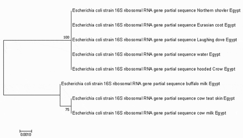 Figure 3. Phylogenetic analysis using neighbour-joining method based on the partial sequence of 16s rRNA. The bootstrap consensus tree demonstrates the evolutionary history of the obtained E. coli strain. The tree was constructed by Mega 7 software.