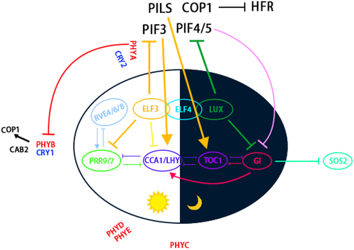 Figure 1. Environmental factors coordinate the circadian clock to regulate plant development.