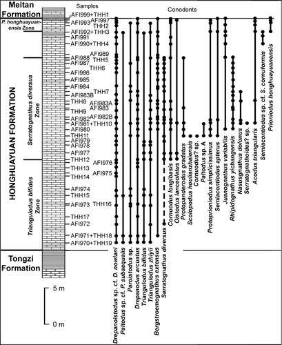 Fig. 2 Stratigraphic section of the Honghuayuan Formation at Honghuayuan village near Tongzi County Town, showing the sampling locations and the stratigraphic ranges of the conodont species.