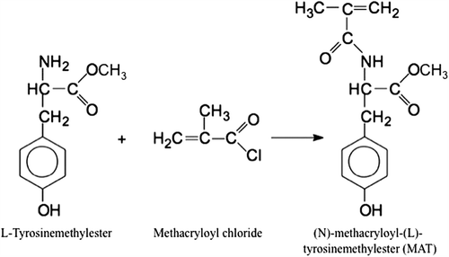 Figure 1. Synthesis of MAT monomer.
