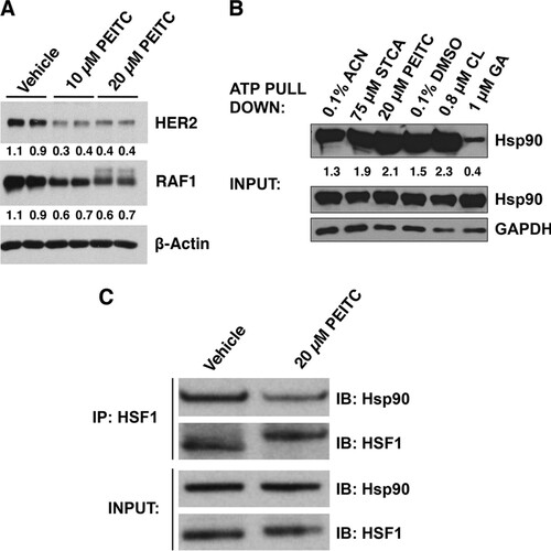 FIG 2 PEITC inhibits Hsp90. (A) MDA-MB-231 cells (2.5 × 105 per well) in six-well plates were treated with vehicle (0.1% acetonitrile) or PEITC for 24 h. The levels of HER2 and RAF1 were detected by Western blot analysis. The levels of β-actin served as a loading control. (B) MDA-MB-231 cells (0.5 × 106 per dish) were grown in 6-cm dishes. After 24 h, the cells were treated for a further 24 h with 0.1% acetonitrile (ACN) as the vehicle control for sulfoxythiocarbamate alkyne (STCA) and PEITC treatments or with 0.1% DMSO as the vehicle control for the geldanamycin (GA) and celastrol (CL) treatments. The cells were lysed and subjected to ATP pulldown using ATP-agarose beads. For the ATP pulldown and input samples, Hsp90 or GAPDH were detected by Western blot analyses. (C) MDA-MB-231 cells (2.5 × 105 per well) were grown in six-well plates and treated with vehicle (0.1% acetonitrile) or PEITC for 45 min. Cells were lysed and subjected to immunoprecipitation with an anti-HSF1 antibody and then immunoblotted with an anti-Hsp90 antibody. An aliquot of total lysate was subjected to immunoblot analysis with anti-Hsp90 and anti-HSF1 antibodies.