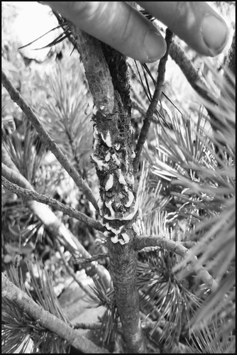 FIGURE 2 Active blister rust canker found on whitebark pine, exhibiting aecial sacs.