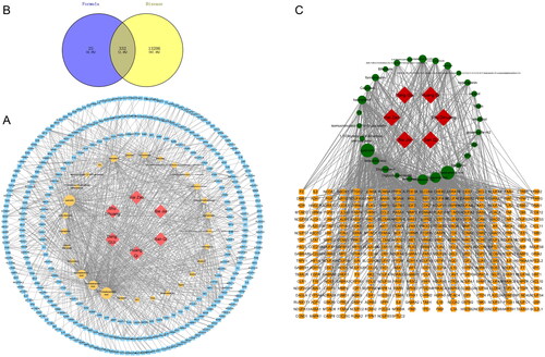 Figure 1. Compounds found in M-SYFSF and their corresponding targets. (A) Compound-target network of M-SYFSF. (B) Veen diagram of compound targets of M-SYFSF and DN-related targets. (C) Compound-target network of M-SYFSF treating DN.