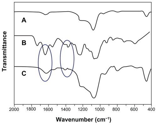 Figure 5 FT-IR spectra of MSNs (A), NMChS (B) and NMChS-MSNs (C).Abbreviations: MSNs, mesoporous silica nanoparticles; NMChS-MSNs, O-maleyl chondroitin sulfate functionalized mesoporous silica nanoparticles.