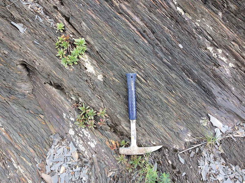 Figure 4. Dark-coloured shale unit of the Uzyan Formation, showing slaty cleavage, Agidel’ section, Belaya River.