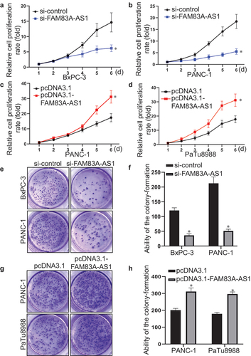 Figure 6. Fam83A-AS1 promotes the proliferation of pancreatic cancer cells.