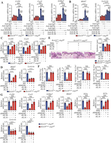 Figure 8. Autosecretory proteins are responsible for autophagy-modulated psoriasis-like skin inﬂammation in keratinocytes. (A and B) Krt14+/+-Atg5f/f and Krt14Cre/+-atg5f/f primary murine keratinocytes were stimulated with or without M5 for 24 h in the absence or presence of anti-HMGB1 IgY antibodies (10 μg/mL), anti-IL1B IgG antibodies (10 μg/mL), and anti-IL18 IgG2a antibodies (10 μg/mL); nonimmune IgY, nonimmune IgG or IgG2a were used controls. The indicated genes expression levels were assayed by qRT-PCR. n = 3/group. (C and D) Krt14+/+-Atg5f/f and Krt14Cre/+-atg5f/f primary murine keratinocytes were stimulated with M5 in the absence or presence of rHMGB1 (10 μg/mL), rIL1B (10 ng/mL), rIL18 (100 ng/mL). The indicated genes expression levels were assayed by qRT-PCR. n = 3/group. (E-G) IMQ was applied daily to Krt14+/+-Atg5f/f and Krt14Cre/+-atg5f/f mice that were received a daily intradermal injection of rHMGB1 (1 µg), rIL1B (20 ng), and rIL18 (20 ng) for 5 d, n = 5/group. (E) H&E staining skin sections, left: Representative H&E staining data; right: statistical data, scale bar: 100 μm. (F) FACS for IL17A-producing T cells in the back skin. qRT-PCR analysis of the indicated genes from back skin RNA (G). Mean ± SD. *P < 0.05; **P < 0.01; ***P < 0.001; NS, not signiﬁcant. One-way ANOVA (A-G). All the data are representative of three independent experiments