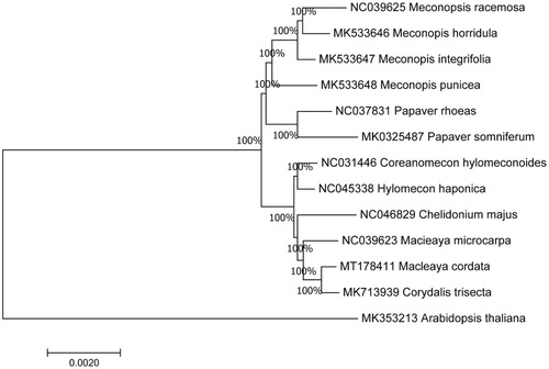 Figure 1. Maximum likelihood phylogenetic tree of Meconopsis punicea and other related species based on the complete chloroplast genome sequence.