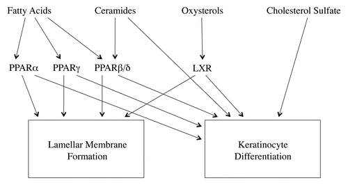 Figure 2 Regulation of lamellar membrane formation and keratinocyte differentiation by lipids.