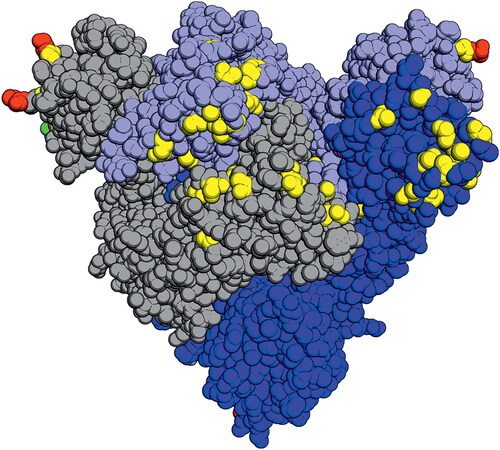 Figure 4. The locations of the Omicron mutations in the spike protein showing amino acid substitutions (yellow), deletions (red), and insertions (green). In this trimeric structure, two monomers (gray and light blue) have their receptor-binding domains in the "down" conformation while one (dark blue) is in the "up" or "open" conformation. Mutation data from WHO structure from PDB: 6VYB (Opabinia regalis [Citation39,Citation40]).