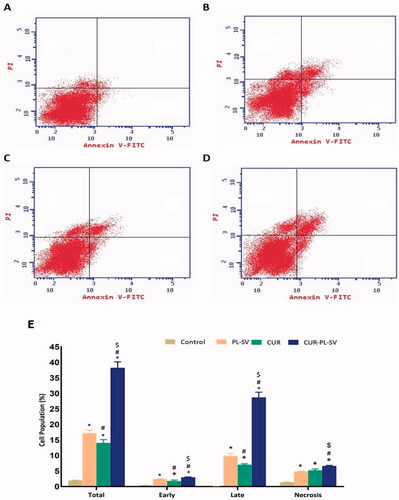 Figure 6. Annexin assay for apoptotic activity. (A) Untreated control, (B) PL-SV, (C) CUR, (D) CUR–PL–SV, and (E) bar diagram of different types of cell death. Data are the mean of four independent experiments ± SD. *Significantly different vs. control, p<.05; #significantly different vs. PL-VS, p<.05; $significantly different vs. CUR. CUR: curcumin; PL: Phospholipon® 90H; SV: scorpion venom peptide.