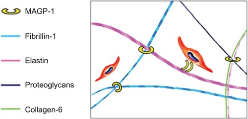 Figure 1 Function of MAGP-1 in human skin.