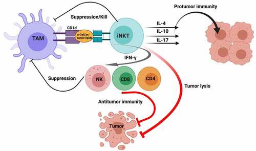 Figure 1. Type I NKT cell antitumor and protumor functions. Initially, tumor-associated macrophages (TAMs) presenting α-GalCer or tumor-derived lipids activate type I NKT cells. In antitumor immunity, activated NKT cells can directly lyse tumor cells and/or secrete TH1 cytokines such as IFN-γ to induce NK, CD4 and CD8 T cell antitumor functions. In contrast, activated NKT cells can secrete TH2 cytokines such as IL-4 and IL-10 and Th17 cytokine IL-17 which contribute to protumor immunity. Created with BioRender.com