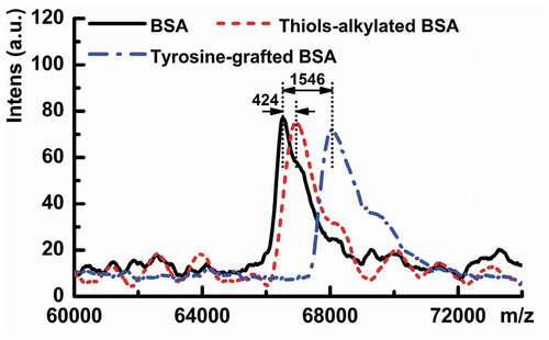 Figure 3. MALDI-TOF spectra of BSA, thiols-alkylated BSA, and tyrosine-grafted BSA.
