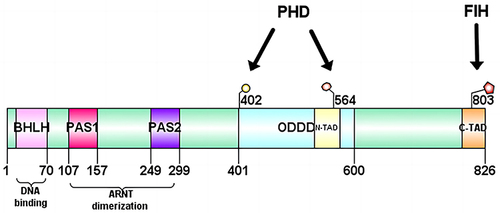 Figure 1 Structure of HIF-1α. HIF-1α contains four structural domains: bHLH, PAS, ODDD and TAD. The TAD in turn consists of a transcriptional activation domain with the N-TAD and a C-TAD, where the N-TAD partially overlaps with the ODDD.