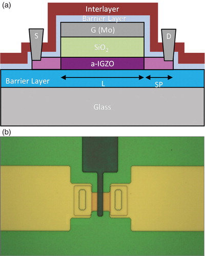 Figure 1. (a) Cross-sectional scheme and (b) optical micrograph of SA a-IGZO TFTs.