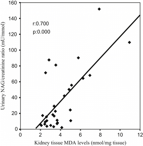 Figure 4. The scattergram shows the relation between kidney tissue MDA levels (in nmol/mg tissue) and urinary NAG/creatinine ratio (in mU/mmol) in patient groups (ARF, ARF-LC, and ARF-proLC group).