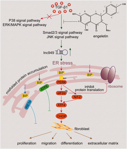 Figure 7. Engeletin’s amelioration of pulmonary fibrosis through ER stress depended on lnc949-mediated TGF-β1-smad2/3 and JNK signal pathways.