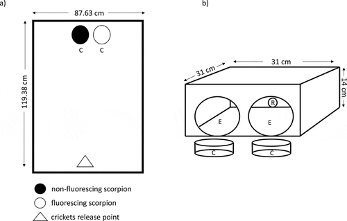 Figure 2. Experimental design to test the prey-attraction hypothesis for the scorpion fluorescence. a) View from above of the arena in which crickets were exposed to fluorescing and non-fluorescing scorpions. b) Trial tunnel in which crickets were exposed to the scorpion treatments. For both experiments, scorpions were contained in cages (C, 8 cm in diameter, 3 cm in height). The mesh of the cages is not shown for simplicity. Crickets were released at one side of the tunnel (R, 1.8 cm in diameter) and could walk out of the tunnel through one of the exits (E, 11 cm in diameter) in the opposite site. See text for more details