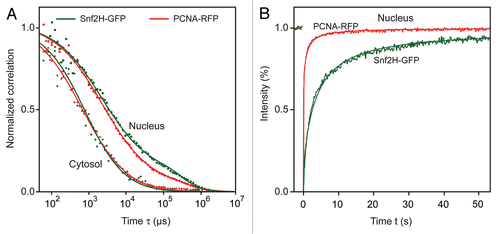 Figure 4 Mobility of Snf2H and PCNA. The mobility of Snf2H-GFP and PCNA-RFP in U2OS cells was compared. (A) The FCS analysis revealed a reduced PCNA and Snf2H mobility in the nucleus with respect to the cytosol. (B) In FRAP experiments PCNA-RFP recovered faster than Snf2H-GFP and no immobile PCNA fraction was present in G1/2 phase cells.