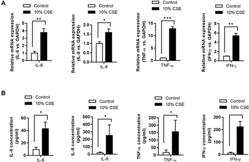 Figure 1 Levels of inflammatory cytokines in NR8383 cells treated with CSE. mRNA expression of IL-6, IL-8, TNF-α, and IFN-γ in 10% CSE-treated NR8383 cells was determined using qPCR (A). The levels of IL-6, IL-8, TNF-α, and IFN-γ in cell supernatants were determined using ELISA kits (B). *P < 0.05; **P < 0.01; ***P < 0.001.