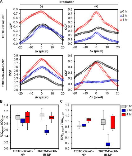 Figure 9 (A) Van Steensel CCFs, (B) ICQ, and (C) TOSh ratios (irradiated to non-irradiated conditions) of the fluorescent images acquired from the CellLightTM-lysosome-GFP-transfected HaCaT cells at 0, 2, and 4 hours post-treatment with TRITC-Dex40-IR-NP or TRITC-Dex40-NP for six hours before 830-nm irradiation at a fluence of 20 J/cm2. n = 4 for (B, C).