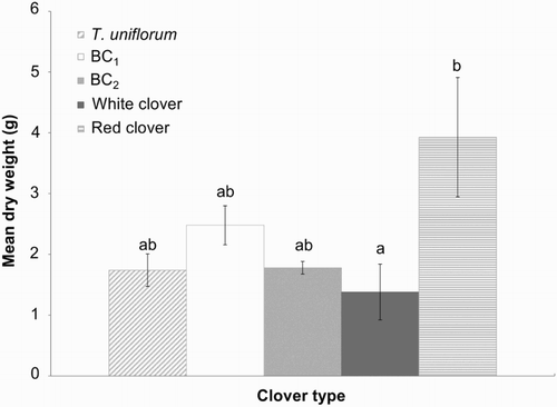 Figure 5 Mean tap root dry weight (top 100 mm, including laterals) (±SEM) in 13 month old plants (October 2009). Means with the same letters show no significant differences at the 5% level.