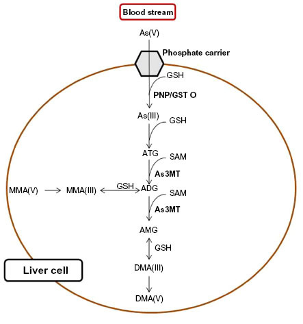 Figure 1 Arsenic methylation in human hepatocytes, according to Hayakawa’s model.