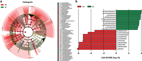 Figure 5. The absolute abundance of microbiota through LefSe analysis in HC and AT groups. (A) A cladogram represents the microbiota in HC and AT. The brightness of each dot was proportional to its effect size. (B) Taxa were enriched in HC group (Red), and AT groups (Green), indicating the variation of microbial communities under LDA scores (LDA = 2), respectively.