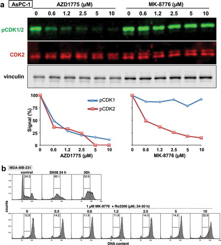 Figure 2. CDK2 is selectively activated by MK-8776, but both CDK1 and CDK2 are activated by AZD1775. (a) AsPC-1 cells were incubated with 0–10 µM AZD1775 or MK8776 for 6 h, and cell lysates were analyzed by western blotting. Fluorescent secondary antibodies were used. The first blot was probed for pCDK1/2; the top band of the doublet is pY-CDK1 and the lower, much weaker band is pY-CDK2. Fluorescent signals were quantified for each band as shown in the graphs. (b) MDA-MB-231 cells were arrested in S phase by 24 h incubation with SN38, then 1 µM MK-8776 was added to abrogate arrest and drive cells into G2 over the following 6 h (30 h time point). Ro3306 (0–10 µM) was added concurrent with MK-8776 and cell cycle phase determined by flow cytometry