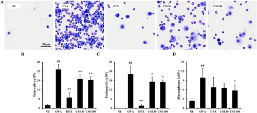Figure 3. CSE reduced the number of inflammatory cells in the BALF of asthmatic mice. (A) Representative image of BALF cells. The number of (B) total inflammatory cells, (C) eosinophils, and (D) macrophages in BALF. NC: normal control; OVA: asthma group; DEX: asthma with dexamethasone-treated group; CSE30 and CSE100: asthma with CSE-treated group (30 and 100 mg/kg). Data presented as means ± SD (n = 7). ##p < 0.01 compared to the NC group, *p < 0.05 and **p < 0.01 compared to the OVA group. Scale bar: 50 μm.