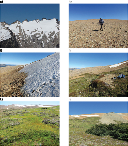 Figure 3. Continued. (g)–(l) Examples of land cover classes and landform types in Lago Vintter: (g) glaciers and steep bedrock (c.1,700–2,000 m); (h) bare ground on small stripes, site VT T1-2 (c. 1,750 m); (i) bare ground and nivation hollow, site VT T2-6 (c. 1,550 m);(j) dense alpine vegetation with bare area on solifluction terrace, near site VT T2-5 (c. 1,515 m); (k) dense alpine vegetation on stabilized solifluction slope, site VT T1-6 (c. 1,550 m); (l) patch of Nothofagus forest on colluvium, site VT T2-1, with alpine vegetation and nivation hollow in the background, sites VT T2-2 to T2-6, and lateral moraine to the right (c. 1,400–1,550 m).