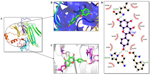 Figure 11 Analysis of PERK PQQ domain-ligand interaction. KP is highlighted in green as a stick representation. (A) Three-dimensional structure of the PQQ domain of PERK. (B) The active site of the PERK protein is shown in blue color. (C) Residues of the ligand interacting with the protein are shown in pink color. (D) The two-dimensional plot of the molecular interactions occurring between protein-ligand complex where hydrogen bond interactions are shown in green dotted lines and hydrophobic residues are shown in red.