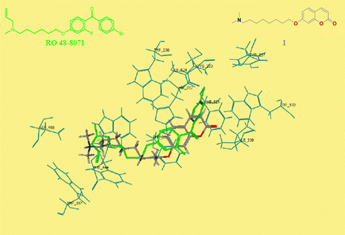 Figure 4.  OSC residues interacting with the compound 1.  (in sticks) in the docking model. For comparison, the reference inhibitor Ro 48-8071 in the minimized model, as derived from X-ray [Citation7], is also reported.