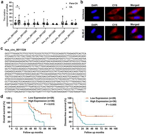 Figure 1. Hsa_circ_0011324 expression in endometrial cancer and its correlation with prognosis. (a). Quantitative real-time polymerase chain reaction analysis of SPOCD1-derived circRNAs (hsa_circ_0011324, hsa_circ_0011325, hsa_circ_0011326, hsa_circ_0011327, hsa_circ_0011328, hsa_circ_0011329, and hsa_circ_0011330) expression in CA (cancer tissue) and Para-CA (para-cancerous) came from patients with endometrial cancer. (b). Left is the sequence of hsa_circ_0011324 from circBase, right is the Sanger sequencing analysis to confirm the loop structure of hsa_circ_0011324. (c). Fluorescence in situ hybridization experiment detected the localization of hsa_circ_0011324 in endometrial cancer cell lines (Ishikawa and RL95-2). (d). Kaplan-Meier survival curves for endometrial cancer patients according to hsa_circ_0011324 expression level. * P < 0.05.