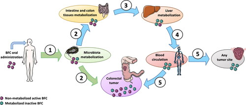 Figure 3. Colorectal tumor anatomy allows direct intake of unmetabolized active BFCs after oral administration with entero-hepatic metabolization cycle shunt. 1. After oral administration, a part of the BFCs is metabolized by microbiota; 2. BFCs and metabolites can be directly uptake by normal intestine and colon tissues but also by colorectal tumors; 3. Enterocytes metabolize a part of the BFCs and release BFCs and their metabolites into portal circulation to the liver; 4. After hepatic metabolization, BFC metabolites are released into the general blood circulation; 5. BFCs metabolites can reach either colorectal tumor or any other tumor site through blood circulation. Unlike distant tumor sites receiving only metabolized non-active BFCs (blue path), colorectal tumors are directly exposed to active non-metabolized BFCs (green path). This figure was made using Servier Medical Art support (https://smart.servier.com).