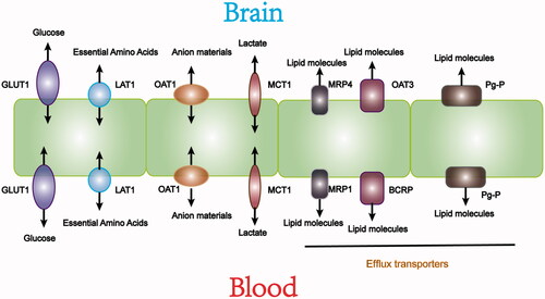 Figure 4. Transporters expressed in the BBB and they facilitate key nutrient molecules exchange between brain and blood.