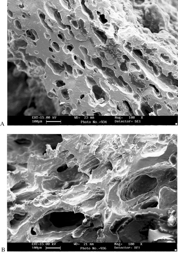Figure 3 Microstructure of fried strands made with blackgram and (A) dry ground and (B) wet ground raw rice flour.