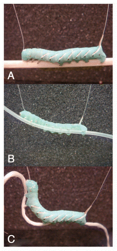 Figure 3 Substrate stiffness greatly affects the body control of Manduca caterpillars as demonstrated in the suspension experiment. (A) There are no observable kinematics differences when the caterpillar is walking a stiff substrate. (B) Flexible substrate has variable curvature which the caterpillar simply adapts to it. (C) Soft substrate that cannot support bending load nor compression leads to gait confusion in the caterpillar's normal locomotion since the substrate fails to maintain the axial tension in the caterpillar body.