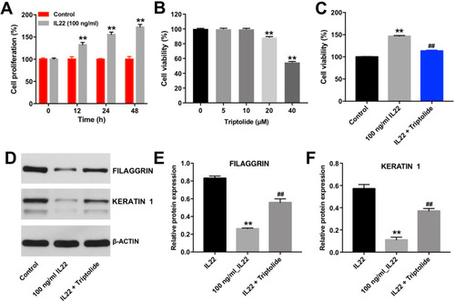 Figure 1 Triptolide inhibited the proliferation of HaCaT cells induced by IL22 via promoting cell differentiation. CCK-8 assay was used to determine the cell proliferation. (A) HaCaT cells were exposed to IL22 (100 ng/mL) for 0, 12, 24, and 48 h. (B) HaCaT cells were treated with triptolide (0, 5, 10, 20, or 40 μM) for 24 h. (C) HaCaT cells were exposed to 10 μM Triptolide for 24 h, following by 100 ng/mL of IL22 for 24 h. (D) Expression levels of FILAGGRIN and KERATIN 1 in HaCaT cells were detected with Western blotting. (E and F) The relative expressions of FILAGGRIN and KERATIN 1 in cells were quantified via normalization to BETAACTIN. Scale bar: 50 μm. **P < 0.01, compared with the control group. ##P < 0.01, compared with the 100 ng/mL IL22 group.