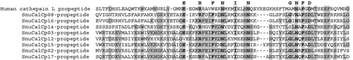 Figure 4. Multiple alignment analysis of deduced amino acid sequences of SnuCalCp-propeptides with human cathepsin L propeptide. Identical and conserved amino acid residues are darkly shaded and conserved signatures (ERFNIN and GNFD) are highlighted in bold.