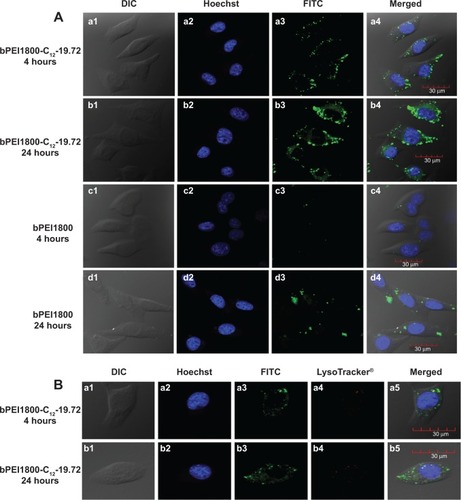 Figure 4 Cellular uptake studies of FITC-labeled bPEI1800-C12-19.72/DNA polyplexes on 4T1 cells.Notes: (A) Typical CLSM images of 4T1 cells after 4 and 24 hours’ incubation with FITC-labeled bPEI1800/DNA polyplexes and FITC-labeled bPEI1800-C12-19.72/DNA polyplexes. (B) Representative images of intracellular trafficking of FITC-labeled bPEI1800-C12-19.72/DNA polyplexes by CLSM on 4T1 cells. bPEI1800 and bPEI1800-C12 were labeled with FITC (green), cell nuclei were stained with Hoechst 33258 (blue), and lysosomes were stained with LysoTracker® Red dye (red; purchased from Beyotime Institute of Biotechnology, Shanghai, People’s Republic of China).Abbreviations: bPEI1800, branched polyethylenimine with molecular weight 1,800 Da; bPEI1800-C12-19.72, bPEI1800 grafted with hydrophobic C12 chains with a substitution degree of 19.72; CLSM, confocal laser scanning microscopy; DIC, differential interference contrast; FITC, fluorescein isothiocyanate.