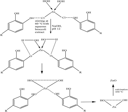 Scheme 1. Proposed reaction mechanism for the formation of ZnO.