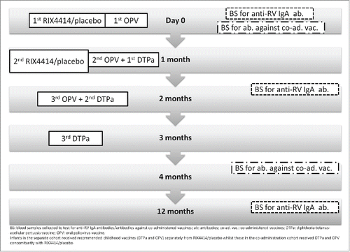 Figure 3. Time points of vaccine administration and blood sampling.