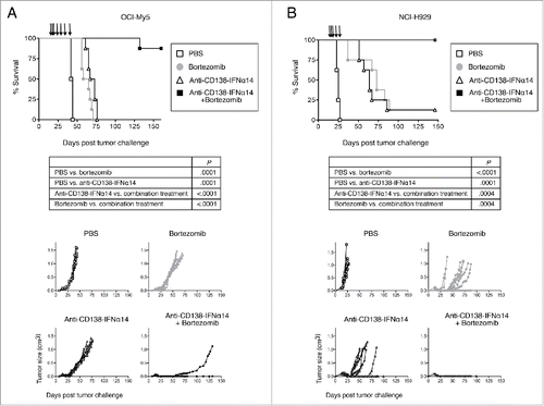 Figure 8. Synergistic protection against tumor growth is observed between anti-CD138-IFNα14 and bortezomib in vivo in murine models of MM. (A) OCI-My5 tumors were established in SCID mice by subcutaneous injection of cells. Mice were treated iv on days 14, 16, 18, and then ip on days 21, 28, 35 and 42 for a total of 7 treatments. (B) NCI-H929 tumors were established in NSG mice by subcutaneous injection of cells. Mice were treated iv on days 14, 16, 18 and then ip on days 21 and 28 for a total of 5 treatments. For both models, each group consisted of 8 mice. Treatment groups included PBS, 100 µg anti-CD138-IFNα14, 0.75 mg/kg bortezomib or 100 µg anti-CD138-IFNα14 + 0.75 mg/kg bortezomib. Tumor growth and survival were monitored.