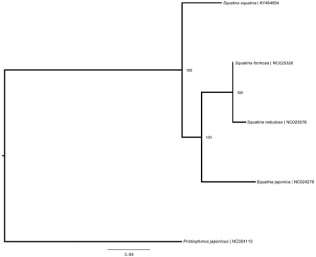 Figure 1. Bayesian tree depicting currently available Squatinidae mitogenomes with closely related outgroup. Scale and clade posterior probabilities are displayed. Labels include species name and GenBank RefSeq accession numbers.