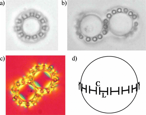 Figure 15. Hierarchical superstructures in a mixture of small and large colloidal particles in 4-cyano-4-n-pentylbiphenyl nematic liquid crystal. The cells are homeotropic. (a) Colloidal microsphere with smaller colloidal particles filling the Saturn ring around it. (b) Figure of eight defect ring entangling two microspheres is half-filled with smaller microspheres. (c) Birefringence image of fully filled figure of eight defect ring. (d) ‘Electric scheme’ of a split-ring resonator wrapped around a larger colloidal microsphere.