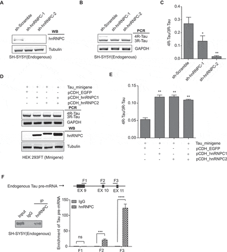 Figure 4. HnRNPC interacts with Tau pre-mRNA and promotes Tau exon 10 inclusion. (a) SH-SY5Y cells were transduced with lentivirus expressing two independent shRNAs targeting hnRNPC. Knockdown of hnRNPC was confirmed by Western blot analysis, with the Tubulin level as the loading control. (b-c) RT-PCR products from the endogenous Tau exon 10 splicing after hnRNPC knockdown (b). The 4 R/3 R-Tau ratios were calculated (c). Data shown represent the means ± SEM (n = 3, *P < 0.05; **P < 0.01, two-tailed Student’s t test). (d-e) Overexpression of the hnRNPC1 isoform, the hnRNPC2 isoform, or the two isoforms together all promoted Tau minigene exon 10 inclusion in HEK 293 FT cells (d). The 4 R/3 R-Tau ratios from the Tau minigene were calculated (e). Data shown represent the means ± SEM (n = 3, **P < 0.01, two-tailed Student’s t test). (f) RIP analysis to measure the enrichment of endogenous Tau pre-mRNA in hnRNPC IP relative to IgG IP as measured by qRT-PCR using the primers target F1, F2 and F3 in wild-type SH-SY5Y cells, 18s rRNA was used as internal control. Data shown represent the means ± SEM (n = 3, ***P < 0.001; ****P < 0.0001; ns: not significant, two-tailed Student’s t test).