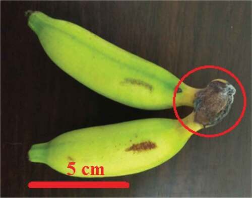 Figure 1. Symptoms of biological damage of banana due to Colletotrichum musae.